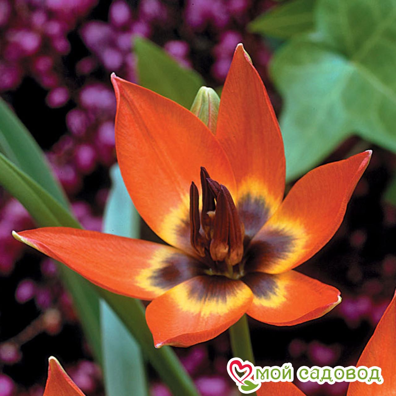 Тюльпан ботанический Литтл Принцесс