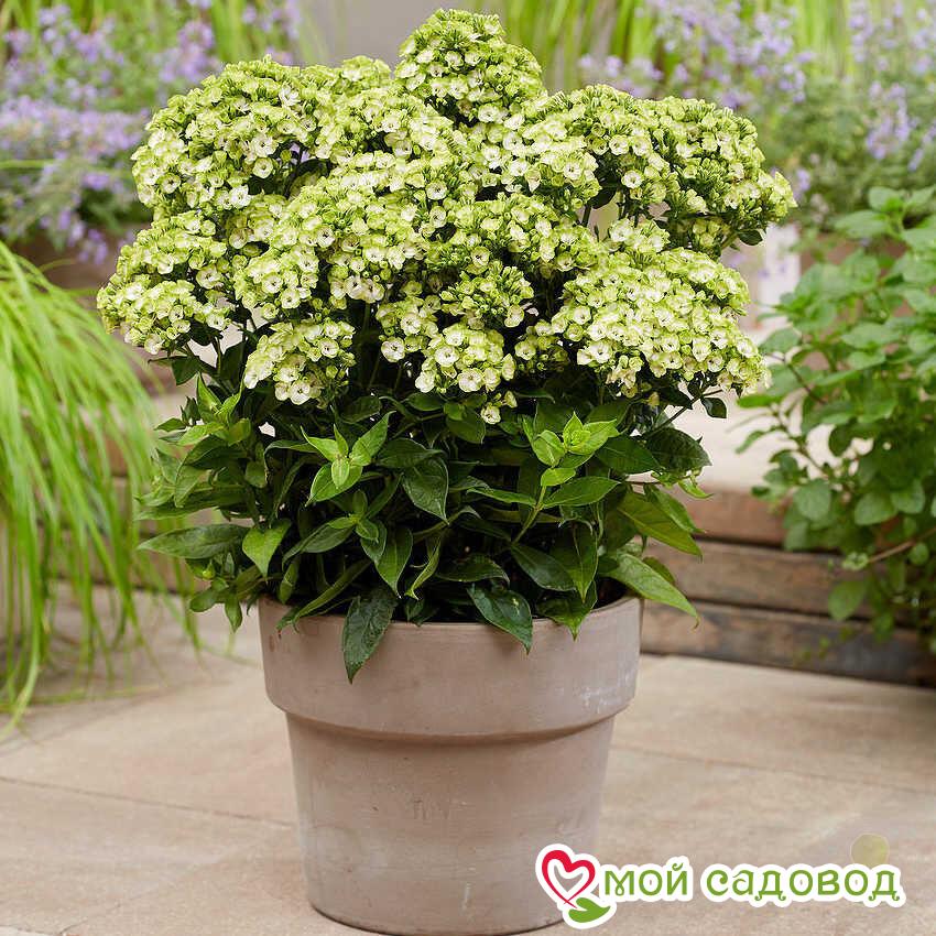 Флокс Орхид Грин