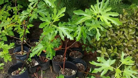 Инжир Крымский Черный